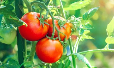 Is A Tomato A Fruit Or A Vegetable Settling The Age Old Debate