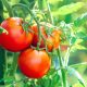 Is A Tomato A Fruit Or A Vegetable Settling The Age Old Debate