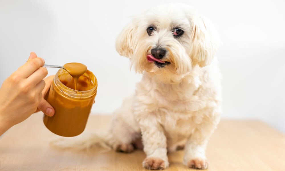 Is Peanut Butter Good For Dogs A Guide For Pet Owners