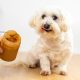 Is Peanut Butter Good For Dogs A Guide For Pet Owners