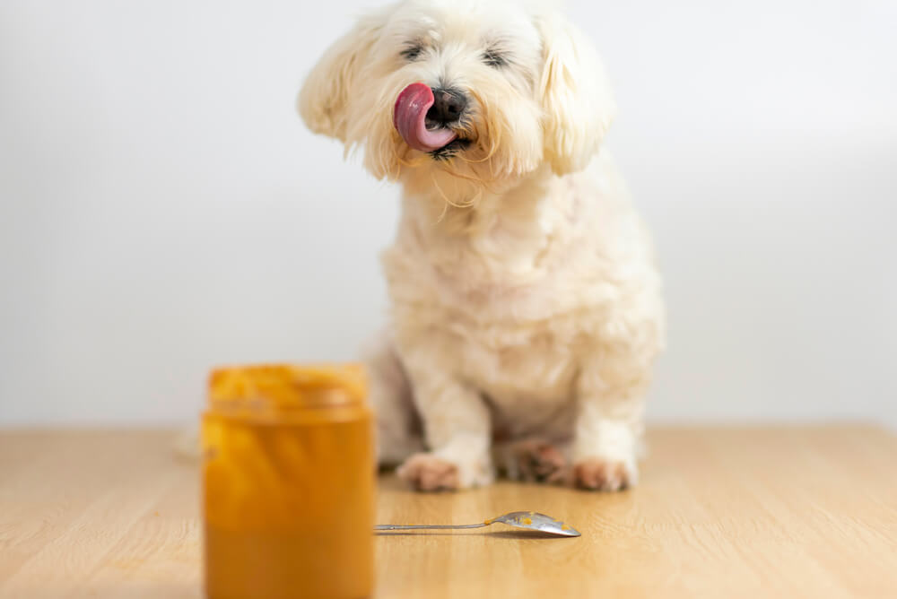 Is Peanut Butter Good For Dogs